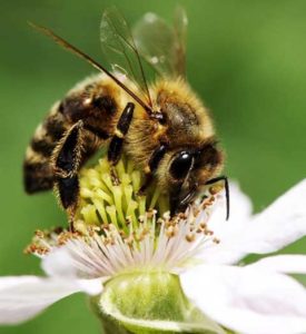 3raumGärtner Bienen