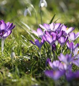 3raumGärtner Frühling